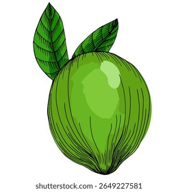 Lime. Colorful sketch collection of citrus fruits isolated on white background. Doodle hand drawn vegetables. Vector illustration