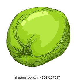 Lime. Colorful sketch collection of citrus fruits isolated on white background. Doodle hand drawn vegetables. Vector illustration