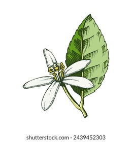 Lime flower sketch in color. Citrus fruit flower hand-drawn vector illustration. Exotic plant drawing in watercolor style. Botanical design element. NOT AI-generated