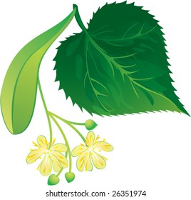 Lime flowers