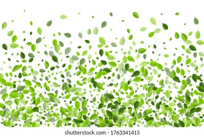 Lime Foliage Abstract Vector Backdrop. Spring Greens Template. Swamp Leaf Falling Border. Leaves Herbal Concept.