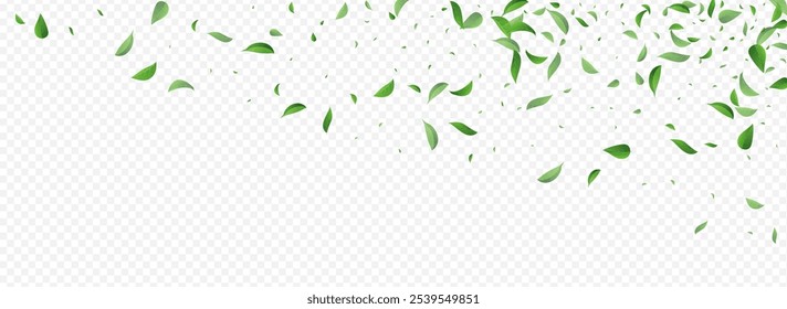 Lime Foliage Ecology Vector Panoramic Transparent Background Wallpaper. Fresh Greens Illustration. Mint Leaves Flying Template. Leaf Wind Backdrop.