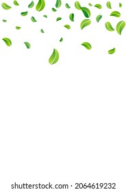 Lime Foliage Ecology Vector White Background Backdrop. Herbal Leaf Wallpaper. Grassy Leaves Falling Branch. Greens Swirl Pattern.