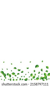 Lime Foliage Ecology Vector White Background. Falling Leaves Template. Olive Greens Nature Branch. Leaf Tree Illustration.