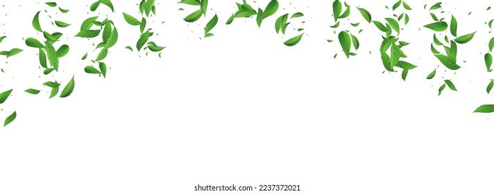 Lime Foliage Falling Vector Panoramic White Background Banner. Tree Leaf Pattern. Olive Leaves Realistic Branch. Greens Nature Border.
