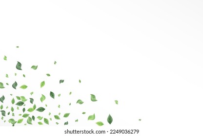 Lime Foliage Falling Vector White Background Concept. Wind Leaves Design. Olive Greenery Ecology Border. Leaf Nature Banner.