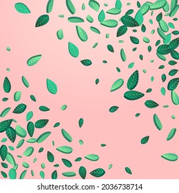 Lime Foliage Flying Vector Pink Background Background. Organic Greens Banner. Mint Leaves Nature Branch. Leaf Tree Backdrop.