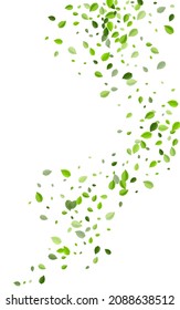 Lime Foliage Forest Vector White Background. Tree Leaf Poster. Olive Greens Abstract Illustration. Leaves Fresh Plant.