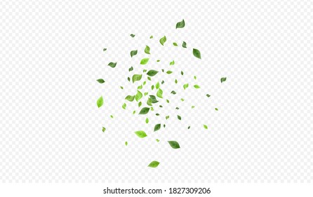 Lime Foliage Herbal Vector Transparent Background Poster. Tree Greenery Template. Mint Leaf Fresh Border. Leaves Nature Illustration.