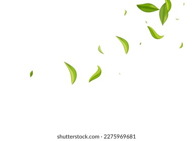 Lime Foliage Herbal Vector White Background Banner. Swirl Greens Branch. Olive Leaf Fresh Backdrop. Leaves Spring Illustration. - Shutterstock ID 2275969681