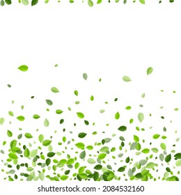 Lime Foliage Nature Vector Background. Fly Leaves Illustration. Grassy Leaf Abstract Brochure. Greens Wind Plant.