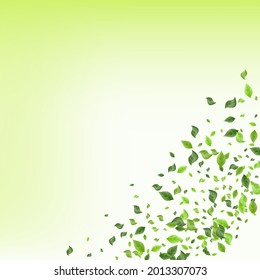 Lime Foliage Nature Vector Green Background Concept. Tea Leaves Wallpaper. Forest Leaf Tree Poster. Greenery Swirl Pattern.