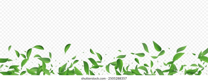 Lime Foliage Organic Vector Panoramic Transparent Background Pattern. Herbal Leaves Plant. Mint Leaf Blur Brochure. Greens Realistic Poster.