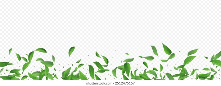 Lime Foliage Organic Vector Panoramic Transparent Background Pattern. Herbal Leaves Plant. Mint Leaf Blur Brochure. Greens Realistic Poster.