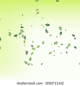 Lime Foliage Realistic Vector Green Background Brochure. Blur Leaf Plant. Swamp Leaves Tea Wallpaper. Greenery Spring Poster.