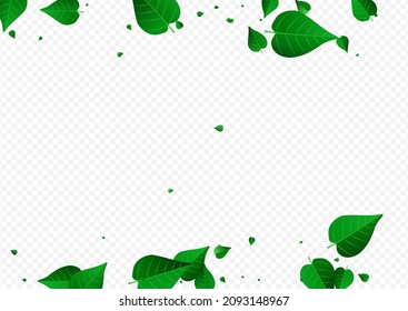 Lime Foliage Realistic Vector Transparent Background Template. Organic Leaf Design. Green Leaves Transparent Wallpaper. Greens Herbal Branch.