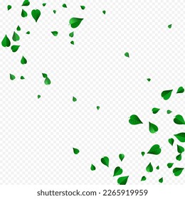 Realistisches Vektorhintergrundkonzept für Kalkblättern mit transparentem Hintergrund. Absturzende Blätter Zweig. Grüne Grüne fliegen Banner. Leaf Transparente Illustration.