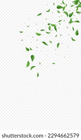 Lime Foliage Realistic Vector Transparent Background Border. Blur Leaf Plant. Green Greens Falling Branch. Leaves Swirl Illustration.