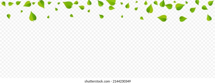 Lime Foliage Spring Vector Panoramic Transparent Background Template. Realistic Leaves Illustration. Swamp Greens Herbal Pattern. Leaf Fresh Brochure.