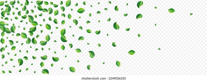 Lime Foliage Swirl Vector Panoramic Transparent Background. Fly Greens Concept. Green Leaves Fresh Template. Leaf Forest Brochure.