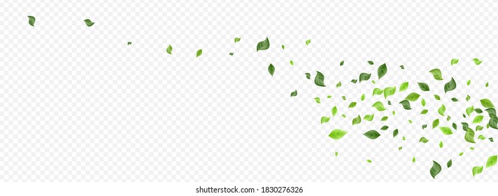 Lime Foliage Tea Vector Panoramic Transparent Background Poster. Organic Leaves Plant. Forest Greenery Tree Wallpaper. Leaf Ecology Illustration.