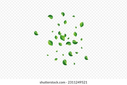 Lime Foliage Transparent Vector Transparent Background. Tea Greens Template. Olive Leaf Organic Brochure. Leaves Blur Branch.