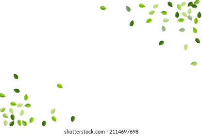 Lime Foliage Transparent Vector Brochure. Spring Leaf Design. Grassy Leaves Fresh Branch. Greens Ecology Poster.