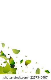 Lime Foliage Transparent White Vector Background Pattern. Fresh Greens Design. Forest Leaves Swirl Plant. Leaf Realistic Concept.