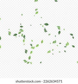 Lime Foliage Wind Vector Transparent Background Border. Tree Leaves Poster. Olive Leaf Fresh Brochure. Greenery Realistic Backdrop.