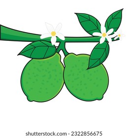 Lime. Fresh Lime Fruit icon cartoon logo vector. Lime fruit. 