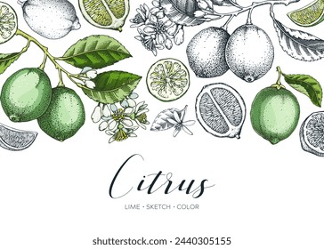 Lime fruit banner. Exotic plants design template. Citrus fruit sketches. Mixed media summer background. Hand drawn vector illustration. NOT AI generated