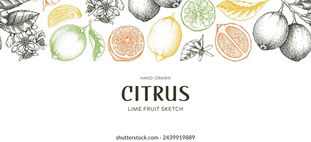 Lime fruit border. Exotic plants seamless pattern. Botanical design in color. Citrus fruit sketches.Hand drawn vector illustration. NOT AI generated
