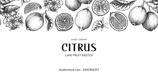 Borde de fruta de lima. Plantas exóticas patrón sin fisuras. Diseño botánico vintage. Esbozos de cítricos.Dibujado a mano ilustración vectorial. NO AI generado