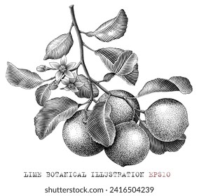 Lime fruit botanical illustration vintage engraving style black and white clip art