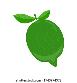 Lime fruit, citrus, green, lemon, vector graphics segmented on a white background.