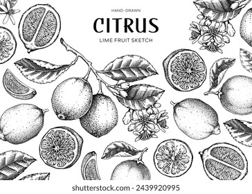 Kalkfruchtrahmen. Vorlage für exotische Pflanzen. Zeichnungen von Zitrusfrüchten. Sommer-Hintergrund. Handgezeichnete Vektorgrafik. KEINE KI generiert