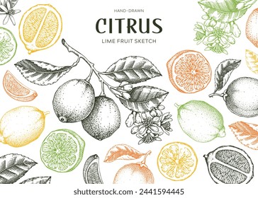 Marco de fruta de lima. Plantilla de diseño de plantas exóticas. Esbozos de cítricos en color. Fondo de verano. Dibujado a mano ilustración vectorial. NO AI generado