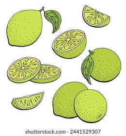 Linde Frucht grafische Farbe isolierte Skizze Illustrationsvektor 