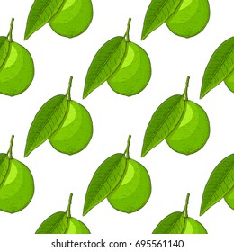 Lime fruit. Hand drawn colored sketch as seamless pattern. Vector illustration