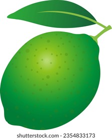 El fruto de la cal aislado en un fondo blanco