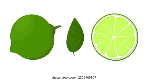 Lime fruit isolated on a white background. Vector illustration, icon of fruits. Whole and sliced lime.