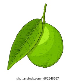 Lime fruit with leaf. Hand drawn colored sketch. Vector illustration isolated on white background