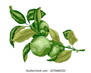 Lime fruit with leaves on the branch. Sweet sort of lime, Mexican type sort of lime. Graphic drawing desing for package and textile, print