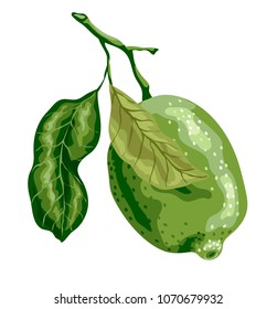 Lime fruit of round shape with leaves on the branch. Sweet sort of lime, Mexican type sort of lime. Pastel colors  for calm background