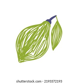 Lime fruit sketch. Color vector illustration. Pen or marker doodle drawing