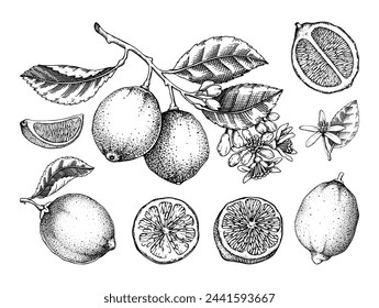 Lime fruit sketches set. Citrus tree branch, fruit, leaves and flowers. Hand-drawn vector illustration. Exotic plant drawing in engraved style. Botanical design element. NOT AI generated