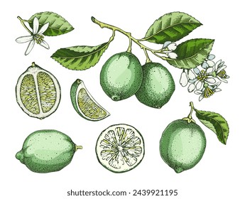 Farbige Kalkfrucht-Skizzen. Zitrusbaumzweig, Obst, Blätter und Blumen. Handgezeichnete Vektorgrafik. Exotische Pflanzenzeichnung im Aquarellstil. Botanisches Gestaltungselement. NICHT KI-generiert