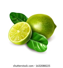 Lime fruit vector illustration.  Realistic tropical citrus leaf on a white background.