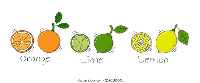 Lime fruit whole and cut in half on white background. Cartoon sketch graphic design. Doodle style with black contour line. Hand drawn image with text signature. Healthy food. Freehand drawing style. 
