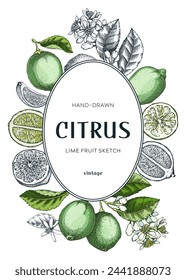 Lime fruit wreath. Citrus fruit sketches. Botanical card or invitation template. Exotic plants design. Hand drawn vector illustration. NOT AI generated